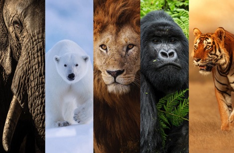 The New Big 5